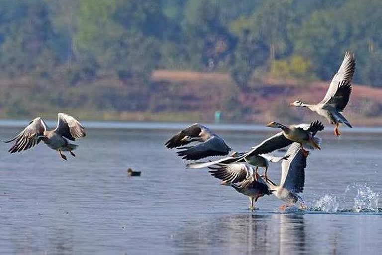 forest-panchayat-preparing-new-plan-for-birds-lover-in-corbett-national-park