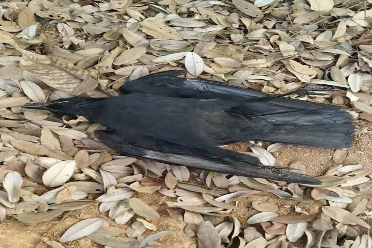 death of birds in Narayanpur