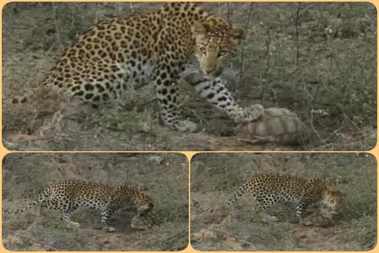 female panther kesari,  female panther kesari tortoises with turtles