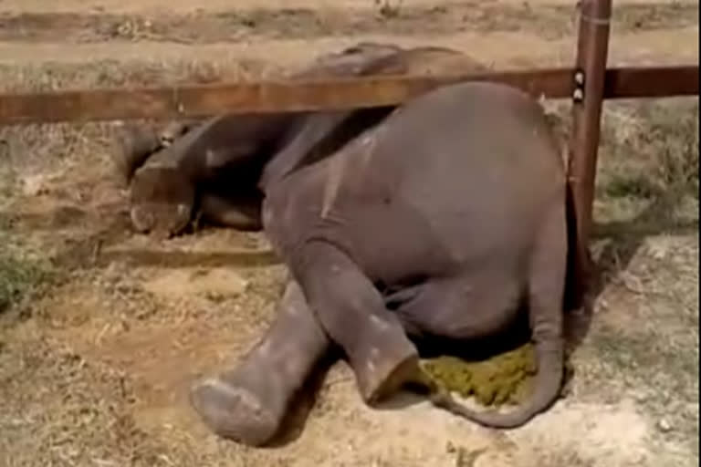 Elephant stranded on a railway bar