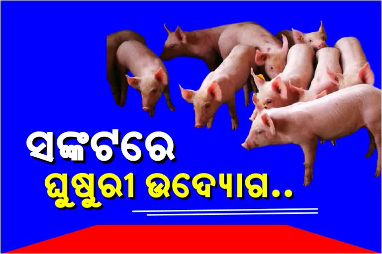 ଚୀନରେ ବ୍ୟାପୁଛି ଆଫ୍ରିକୀୟ ସ୍ବାଇନ ଫିଭର, ସଙ୍କଟରେ ଘୁଷୁରୀ ମାଂସ ଉଦ୍ୟୋଗ