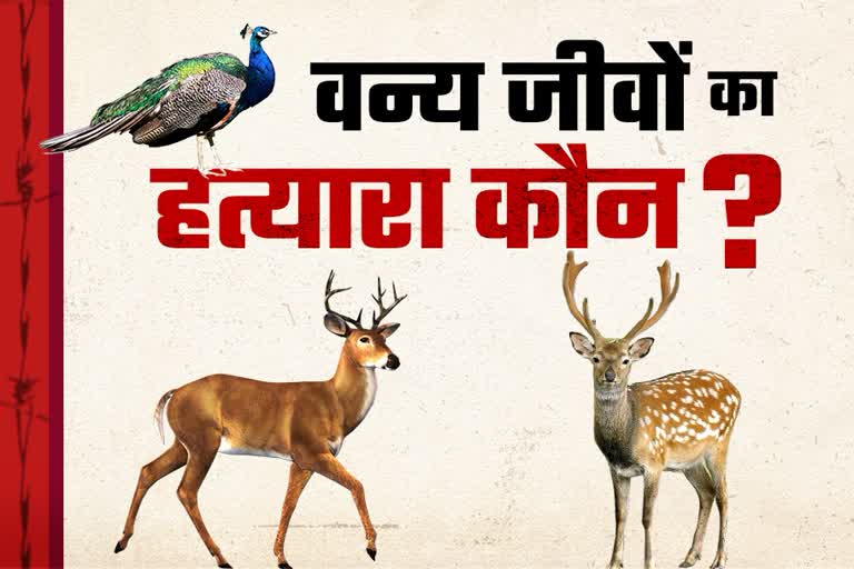 report-on-more-than-two-thousand-five-hundred-protected-wild-animals-die-in-haryana-rajasthan-forest-area-in-five-years