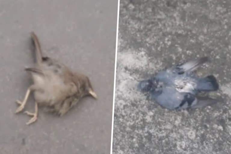 experts told the reason of death of birds due to rising cold