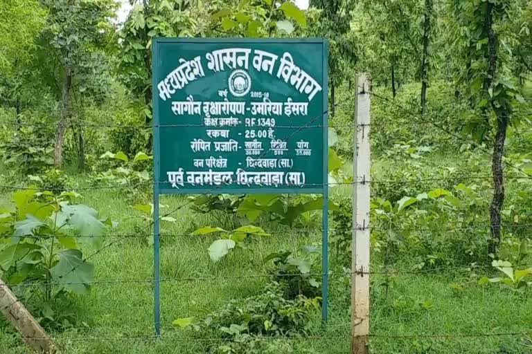 Chhindwara will compensate for cutting of trees in Andaman