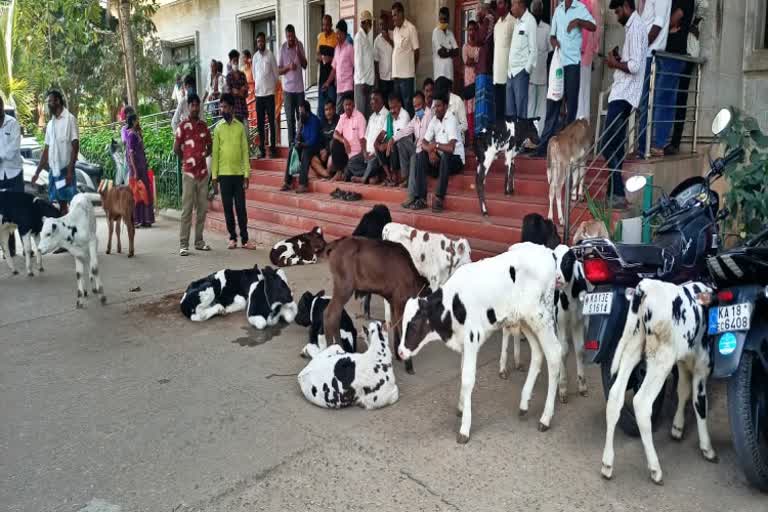 effect-of-anty-cow-slaughter-act-prohibition-act-in-channarayapattanam