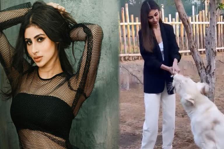 mouni-roy-fed-a-white-lion-with-food-see-video