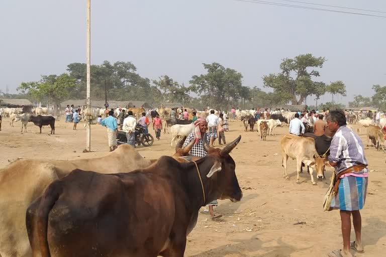 মালদা সীমান্ত থেকে আটক এক গরু পাচারকারী