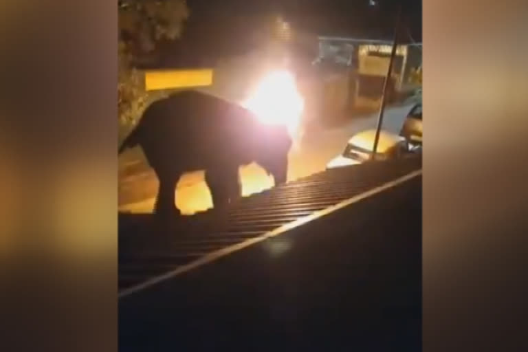 Shocking Footage Shows miscreants setting fire to an elephant  setting fire to an elephant in Masinagudi  ആനയെ തീകൊളുത്തി കൊല്ലുന്ന വീഡിയോ പുറത്ത്