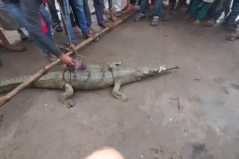 crocodile found at Patna Banarsi Ghat