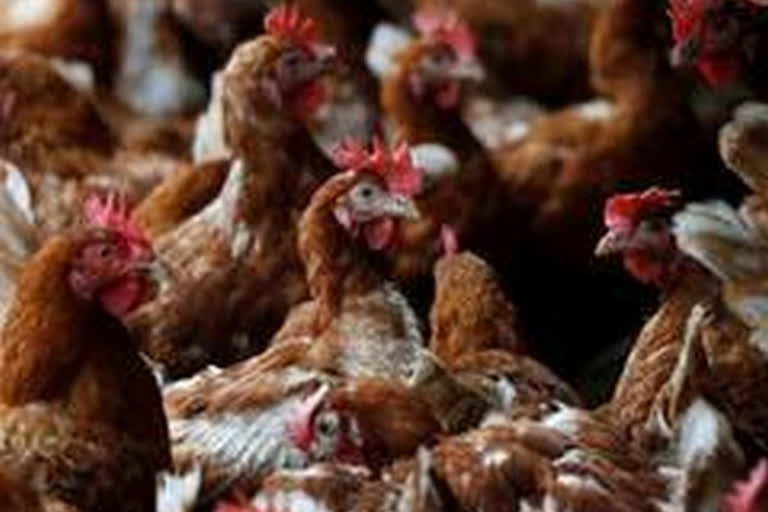 Bird flu confirmed in 9 states in india  രാജ്യത്തെ ഒമ്പത് സംസ്ഥാനങ്ങളിൽ പക്ഷിപ്പനി സ്ഥിരീകരിച്ചു  Bird flu  പക്ഷിപ്പനി സ്ഥിരീകരിച്ചു  Bird flu confirmed in 9 states  പൗൾട്രിഫാം