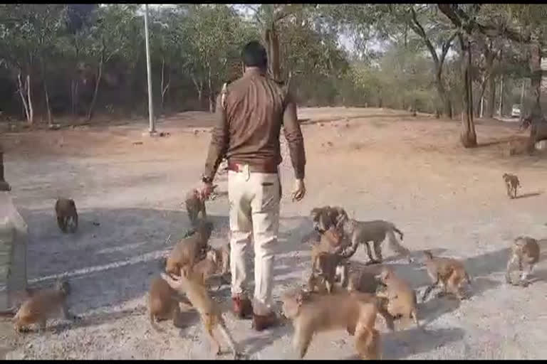 faridabad police feed food to animals in aravali mountains