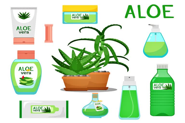 Aloe Vera gel uses