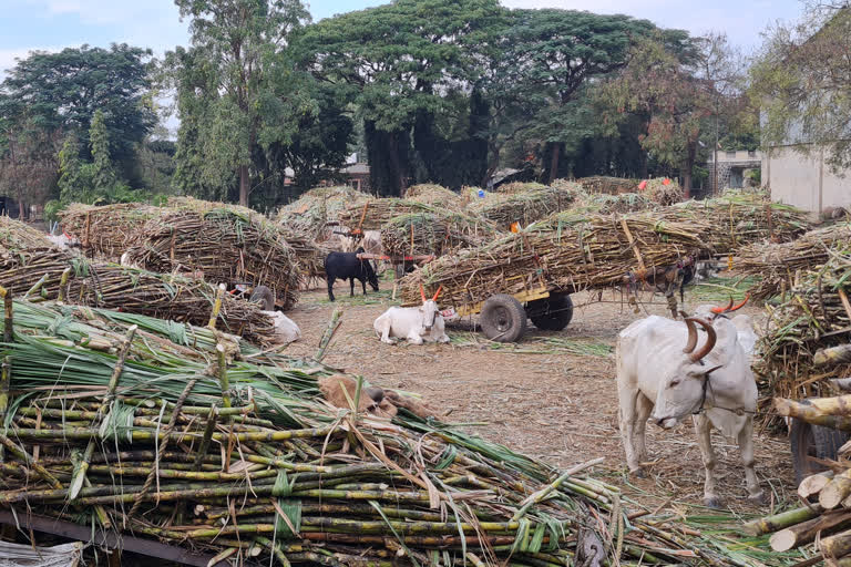 Over five lakh tonnes of sugar mills in Baramati taluka have been crushed