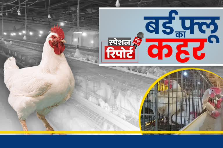 special story on bird flu impact on poultry business