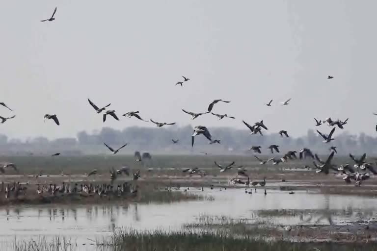 Dihaila Lake of Karaira Sanctuary of Shivpuri