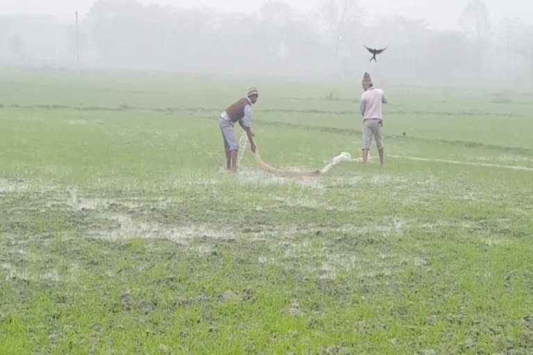 water in field