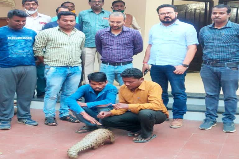 forest department recovered pangolin