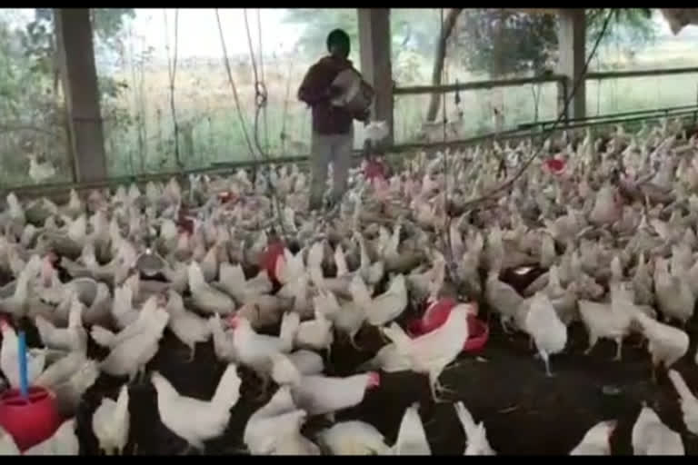 Bird flu outbreak in Gondia district