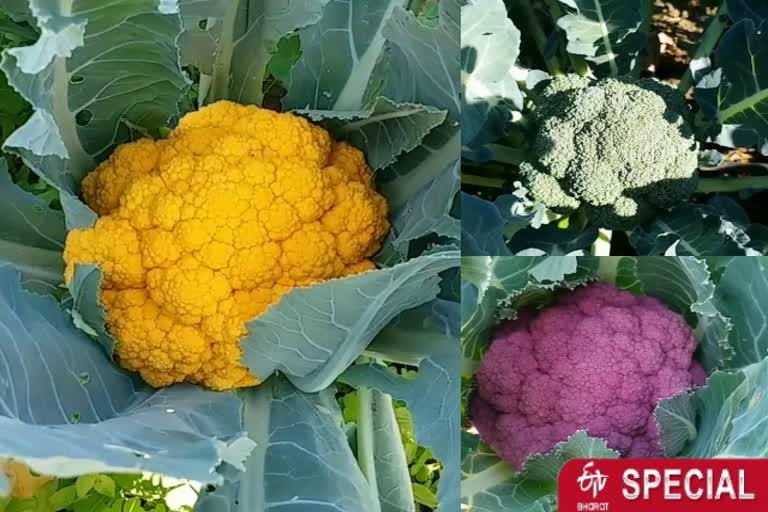 Colored cauliflower