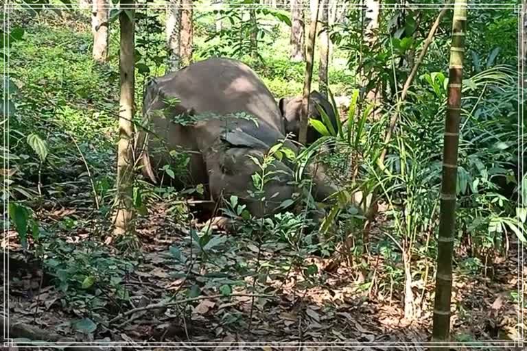 A wild elephant was found dead at Thiruvanathapuram in Kerala