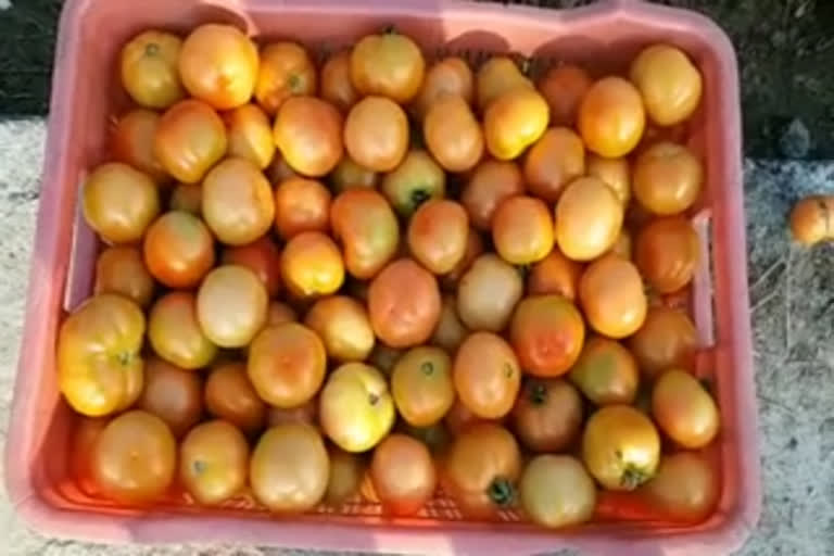 Tomato cultivation hit in Haldwani