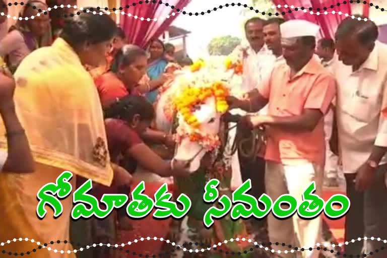 A farmer does baby shower to Cow at Belagavi in Karnataka