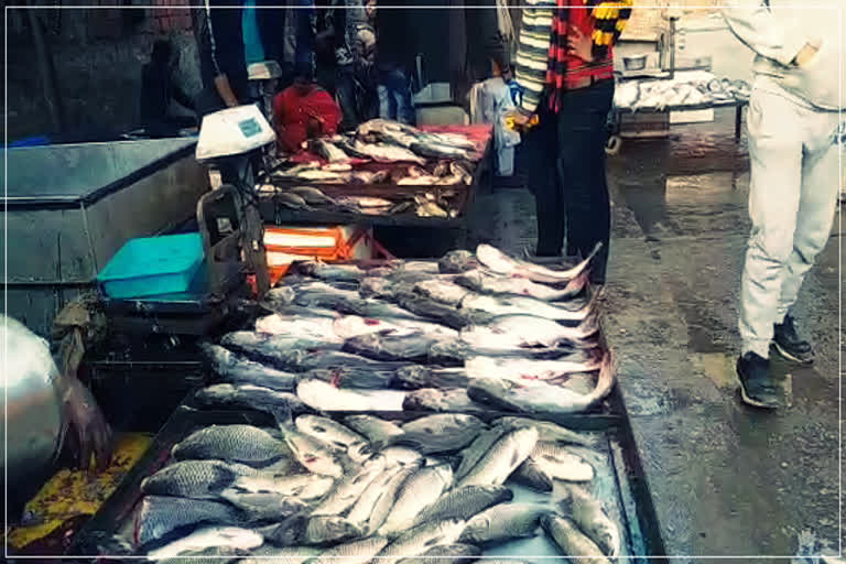 Fish demand increases panipat