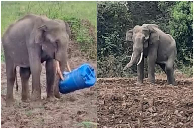 ನಂಜನಗೂಡಿನ ಪ್ರತ್ಯೇಕ ಗ್ರಾಮಗಳಲ್ಲಿ ಸಲಗಗ ದಾಂಧಲೆ