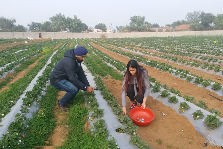 strawberry cultivation