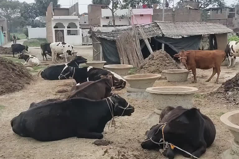 People not getting animal Ear tagging in Samastipur