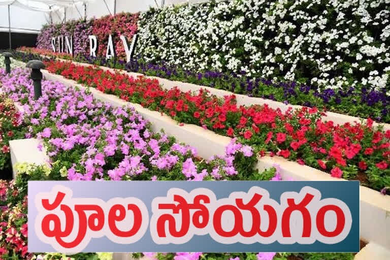 విశాఖలో పూల సోయగాల కనువిందు