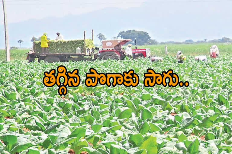 fall in tobacco plantation by farmers