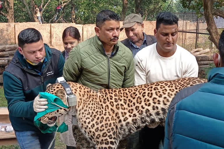 uttarakhand forest department radio collared sixth leopard