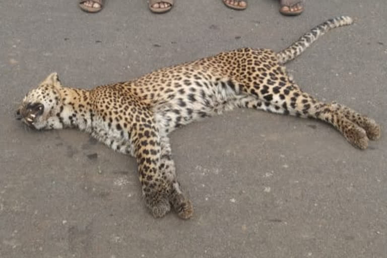 cheetah deadbody