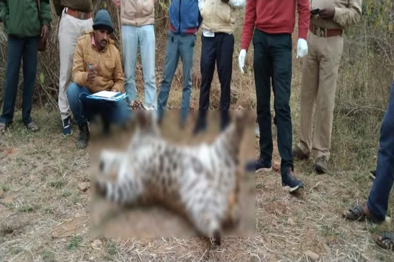 Dead leopard found in the forest