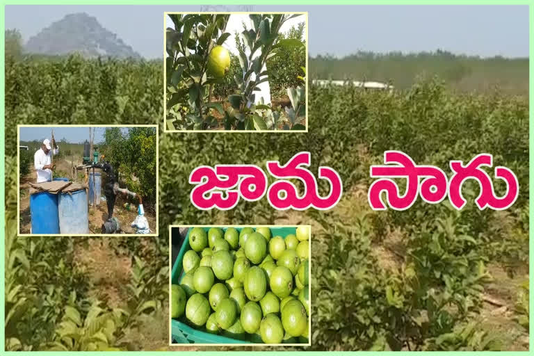 guava farming