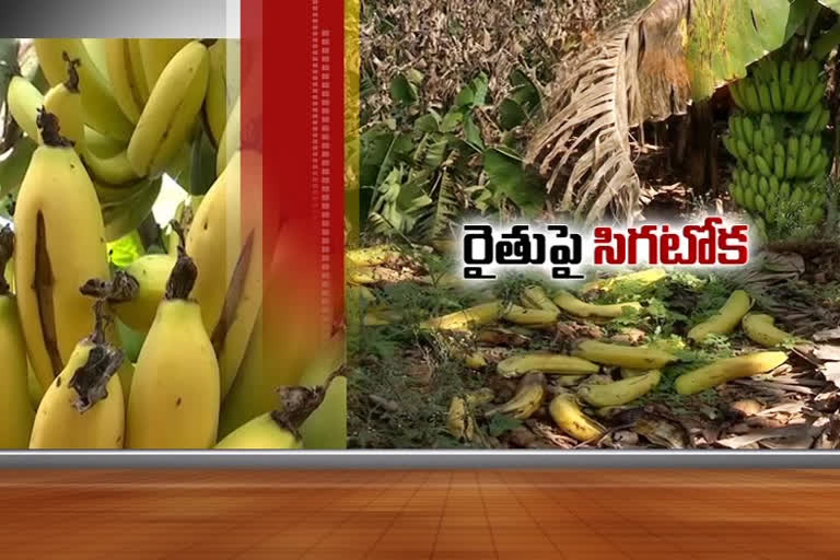 sigatoka rot is affected to banana farms and farmers are suffering a lot with the affect at ananthapur district