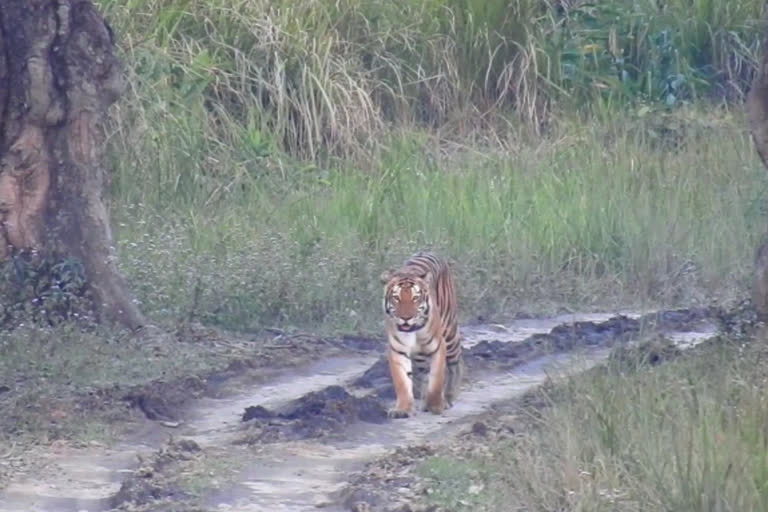 It is very  rare to spot royal Bengal Tigers