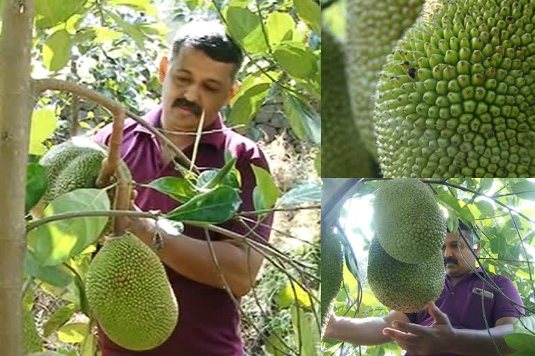 ചക്ക വിളവെടുപ്പും ഫാമും  ശ്രദ്ധേയനായി പൊലീസുകാരൻ  മുഹമ്മദ്  jack fruit harvest in ernakulam  വിയറ്റ്നാം ഏർലി പ്ലാവ്  Vietnam Early jackfruit tree  ernakulam jack fruit