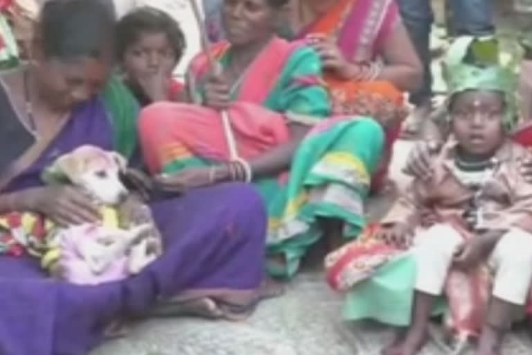 A unique and unusual type of marriage among tribal community of Mayurbhanj district;  Young boys are married with dogs here in order to ward off evil omen  Marriage !!  There is a bride groom and also there is a bride here. The companions of the bridegroom have too come along with him beating drums. However, here a dog has been dressed up like a bride.  Although this seems very unusual and intricate to one’s ears and eyes, it is very true. Such an unusual marriage has been seen in Dadusahi hamlet of Gambhariapal village under Sukruli block of Rairangpur sub-division of tribal dominated Mayurbhanj district of Odisha.  In this type of marriage function,  young  boys are dressed up like bride grooms while dogs are dressed like brides and the marriage ceremony is solemnized following all rituals. The tribal people as per their tradition observe the ‘Magha’ (Odia month) festival after ‘Makar Sankranti’ (when Sun passes from Sagittarius to Capricorn).  In Hindu religion different measures are adopted in order to propitiate planets and ward off evil omen. The tribal people say that they arrange marriage of their children with dogs in order to ward off evil omen. Like the ritual followed during marriage ceremonies among Odia people where the occasion is solemnized with music, dances, processions and lots of fanfare, the tribal people also celebrate their marriage functions as per their traditions following all rituals. However, the tribal communities have kept up their traditions by following this type of blind beliefs.  Sanjaya Kumar Parida from Rairangpur, ETV Bharat