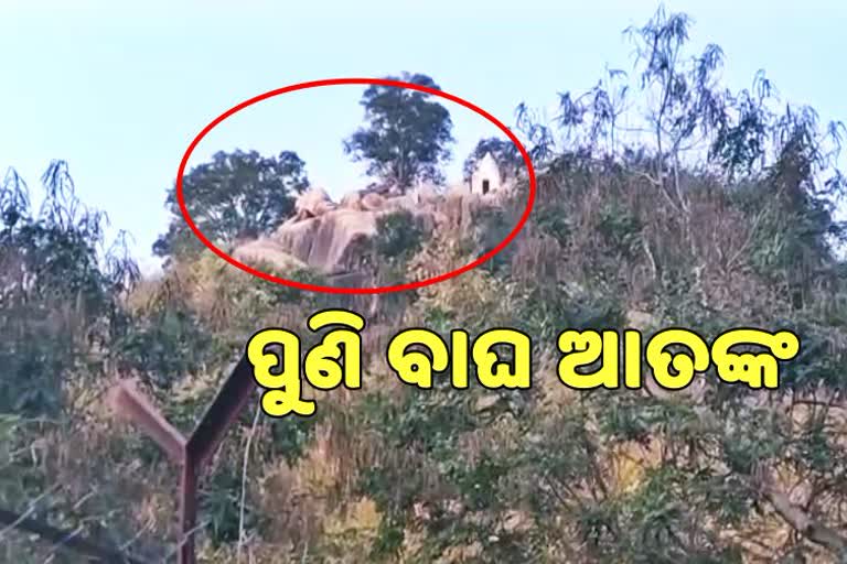 Tiger fearness in haladi village of nuapada