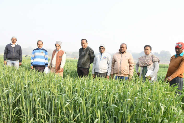 VC of BAU inspected research areas of wheat crop in ranchi