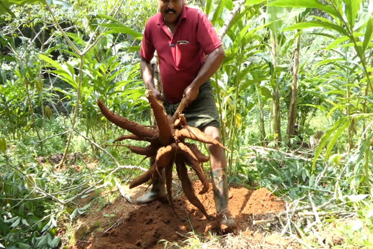 price fall idukki farmers distress  തന്നാണ്ട് കര്‍ഷകര്‍ ദുരിതത്തില്‍  വിലയിടിവ്  കപ്പയും ചേനയും  മലയോര കർഷകർ  Idukki Farmers in distress