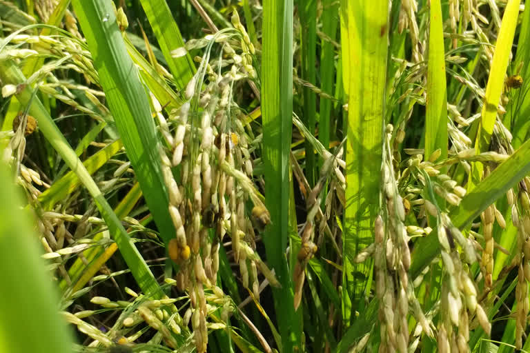 farmers-suffer-from-paddy-fruit-disease