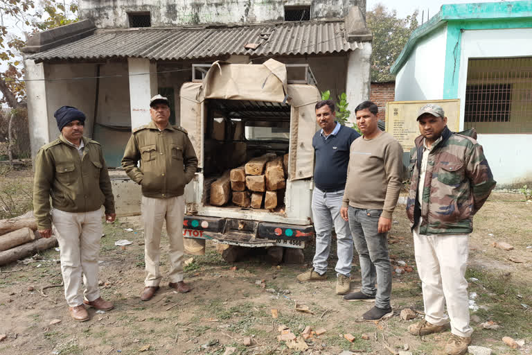 Teak smuggling in Singrampur