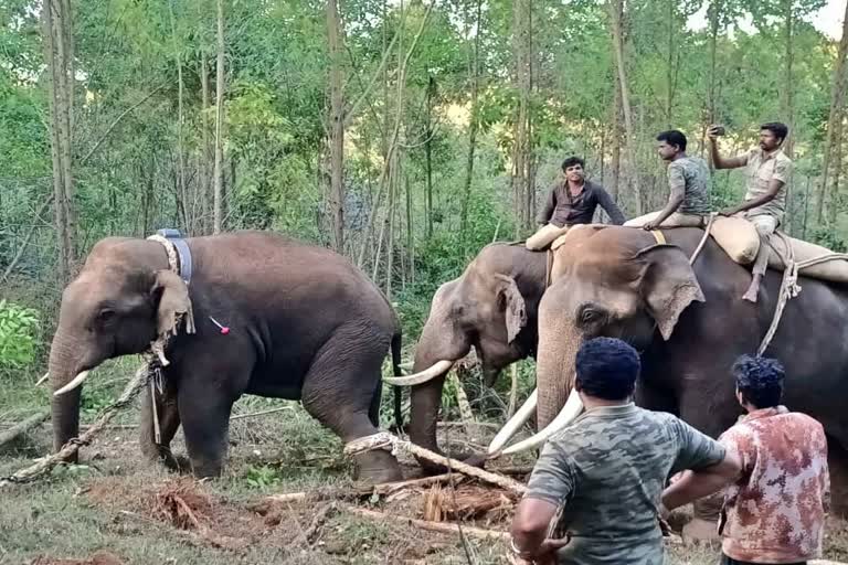 forest-officers-caught-wild-elephant-in-matturu-forest-area