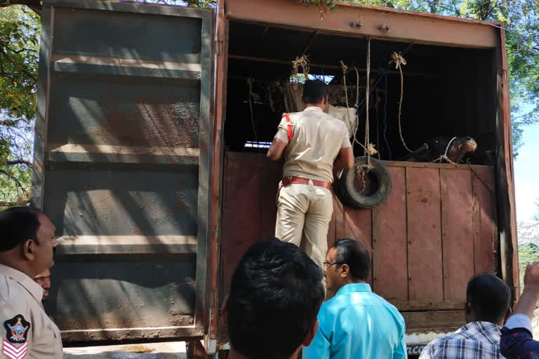 Police seize lorry transporting cattle illegally in Vidapanakallu, Anantapur district