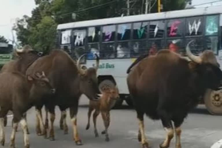 காட்டெருமை