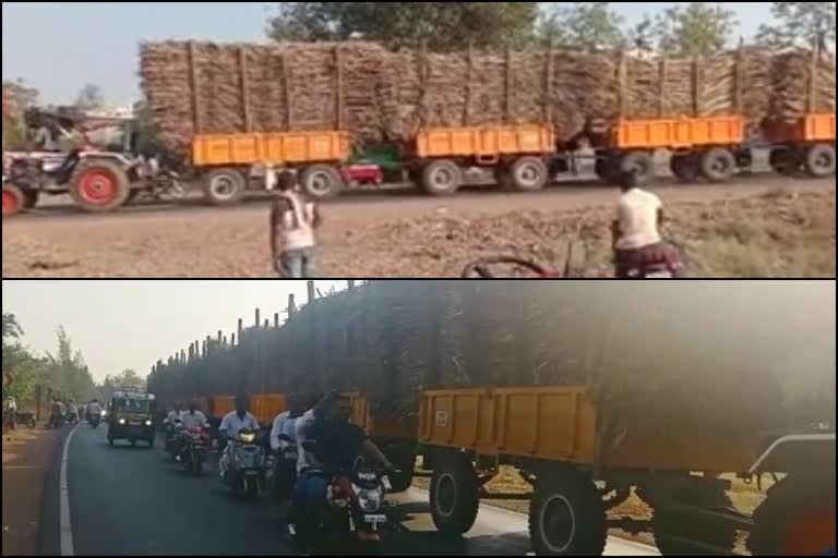 12 trailer to the tractor and filling the cane