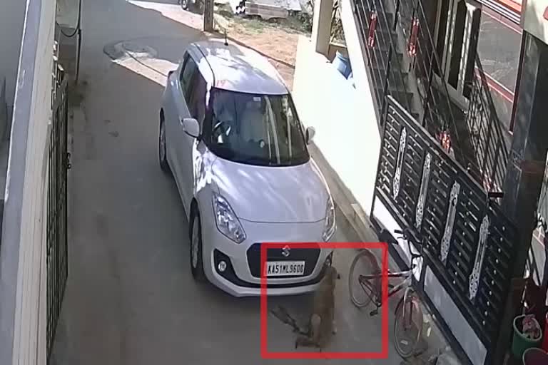 a-retired-sub-inspector-who-climbed-the-car-on-a-sleeping-dog